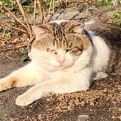 犬猫大好きさん待ってます➰