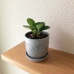 観葉植物　ペペロミア・ジェイド　12cm　おしゃれな2号の鉢と受...