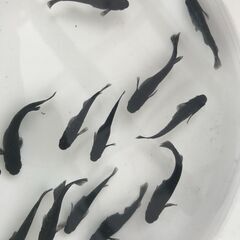 （取引中）③今年生まれのブラックダイアの稚魚～若魚 