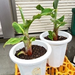 (お譲り先決まりました)ミニバナナの鉢植え1個