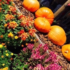 静岡市内で菜園サークルを立ち上げませんか⁉︎🎃