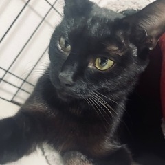 黒猫さん(成猫と暮らしたい方!)