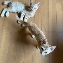 仔猫達が家の庭に来てくれました。