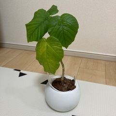 【受け渡し決定】観葉植物3