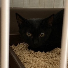 【急募！】黒猫ちゃん推定3.4ヶ月（メス）