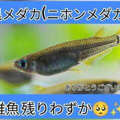 【残りわずか🥺】黒メダカ(ﾆﾎﾝﾒﾀﾞｶ) 稚魚 10匹〜