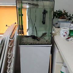 水槽エーハイムセット美品