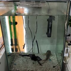 水槽エーハイムセット美品