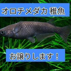 【真っ黒メダカ🐟】オロチ 稚魚 (1cm程度)