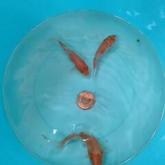 錦鯉稚魚 紅白 ５匹