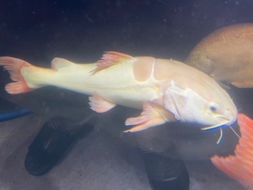 熱帯魚　プラチナレッドテールキャット±60cm