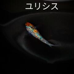 メダカ各種【稚魚】1800円