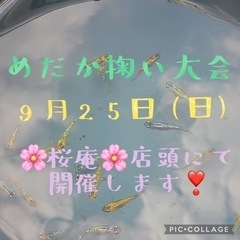 ✳︎めだか掬い大会✳︎開催します❣️