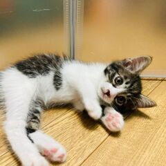 ４兄妹☆次男　クリクリおめめのイケにゃん火輪くん - 猫