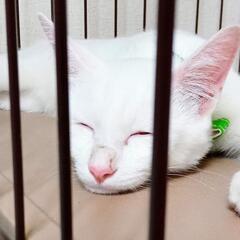 キジちゃんと一緒に里親様決まりました_(..)_感謝です❣️ − 福岡県