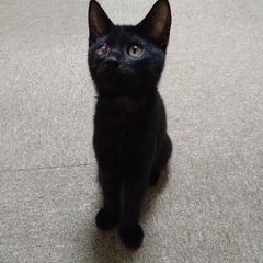 黒猫マニア様。お願いします。