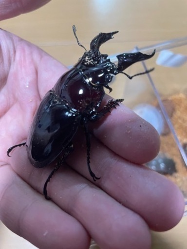 レギウスオオツヤクワガタペア