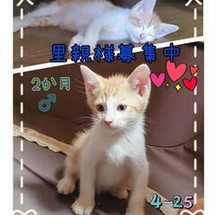 保護猫を迎えよう‼️茶白♂️きじしろ♂️の画像