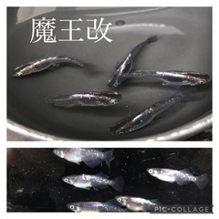 メダカの稚魚〜成魚　1セット