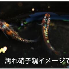 （メダカ）濡れ硝子　10匹で1200円 色は写真にてご確認下さい。