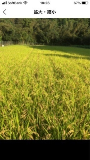 お買い得モデル R4年産 特別栽培米 なつほのか 玄米30キロ outperform