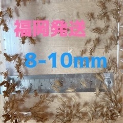 ヨーロッパイエコオロギ　8-10mm150匹＋α