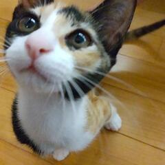 三毛猫　メス　里親募集