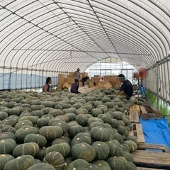 甘くて美味しい訳ありカボチャ‼︎