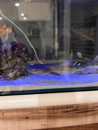 ドチザメ ベビー 生体 海水魚 観賞魚
