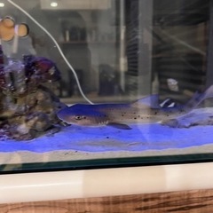 ドチザメ ベビー 生体 海水魚 観賞魚 