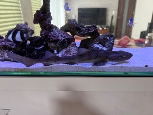 ドチザメ ベビー 生体 海水魚 観賞魚