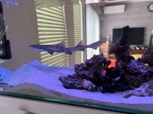 ドチザメ ベビー 生体 海水魚 観賞魚