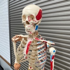 人体模型 骨格標本 骸骨 がい骨 病院にあるやつ