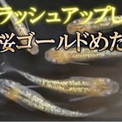 夜桜ゴールドメダカの稚魚②