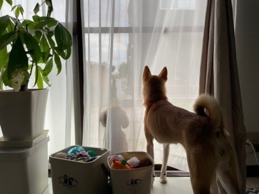 増えすぎたメダカ引き取ります 新井 熊谷の買いたい くださいの助け合い ジモティー