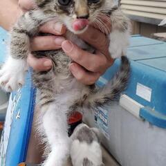 7月7日生まれの4匹の子猫の里親さんを探しています。 − 茨城県