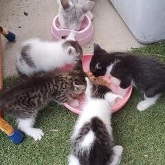7月7日生まれの4匹の子猫の里親さんを探しています。 - 里親募集