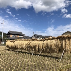 稲刈り　なるかけ　作業