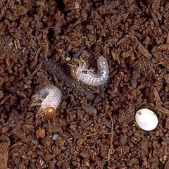 【大量購入できます】 カブトムシの幼虫 【どうぞお気軽に】