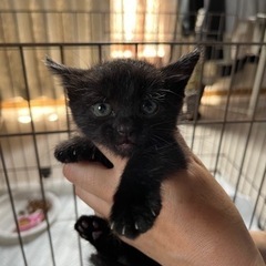 生後1ヶ月　黒猫メス