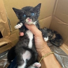 子猫 生後1ヶ月ほど