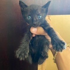 子猫里親募集 黒色で少し虎柄