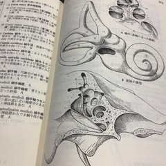 解剖学事典