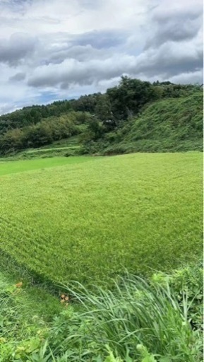 新米　コシヒカリ　30キロ入り