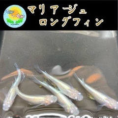 【メダカ 稚魚】マリアージュロングフィン 稚魚8匹