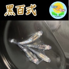 【メダカ 稚魚】黒百式 稚魚6匹 