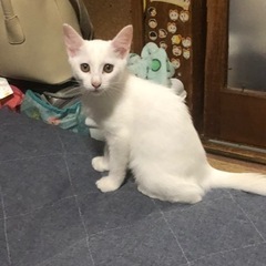 猫　メス　2ヶ月の女の子
