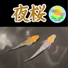 【メダカ 稚魚】夜桜 稚魚 5匹