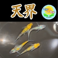 【メダカ 稚魚】天界稚魚6匹