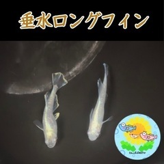 【メダカ 稚魚】垂水ロングフィン 5匹